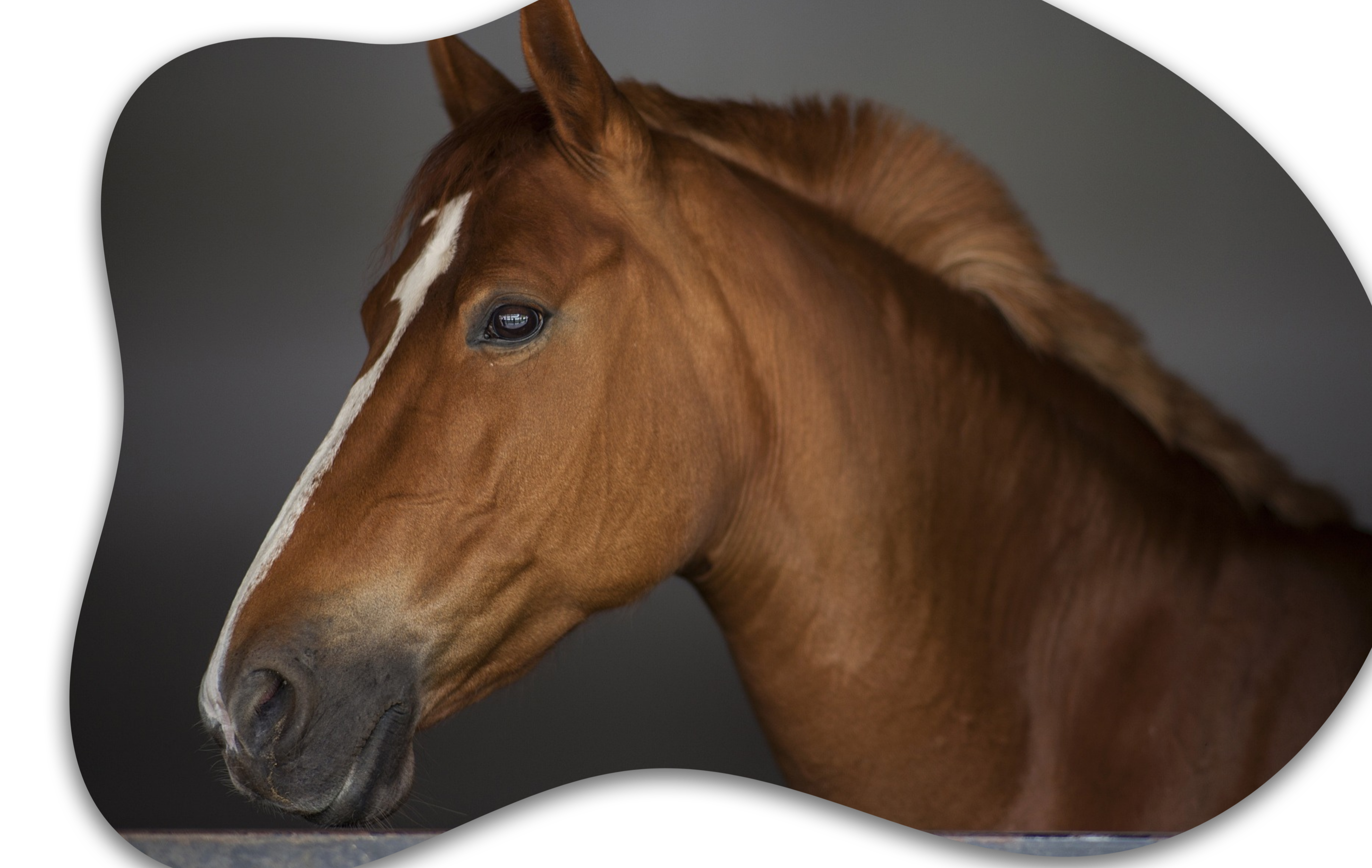 clinica-veterinaria-en-guadalajara-caballos-9