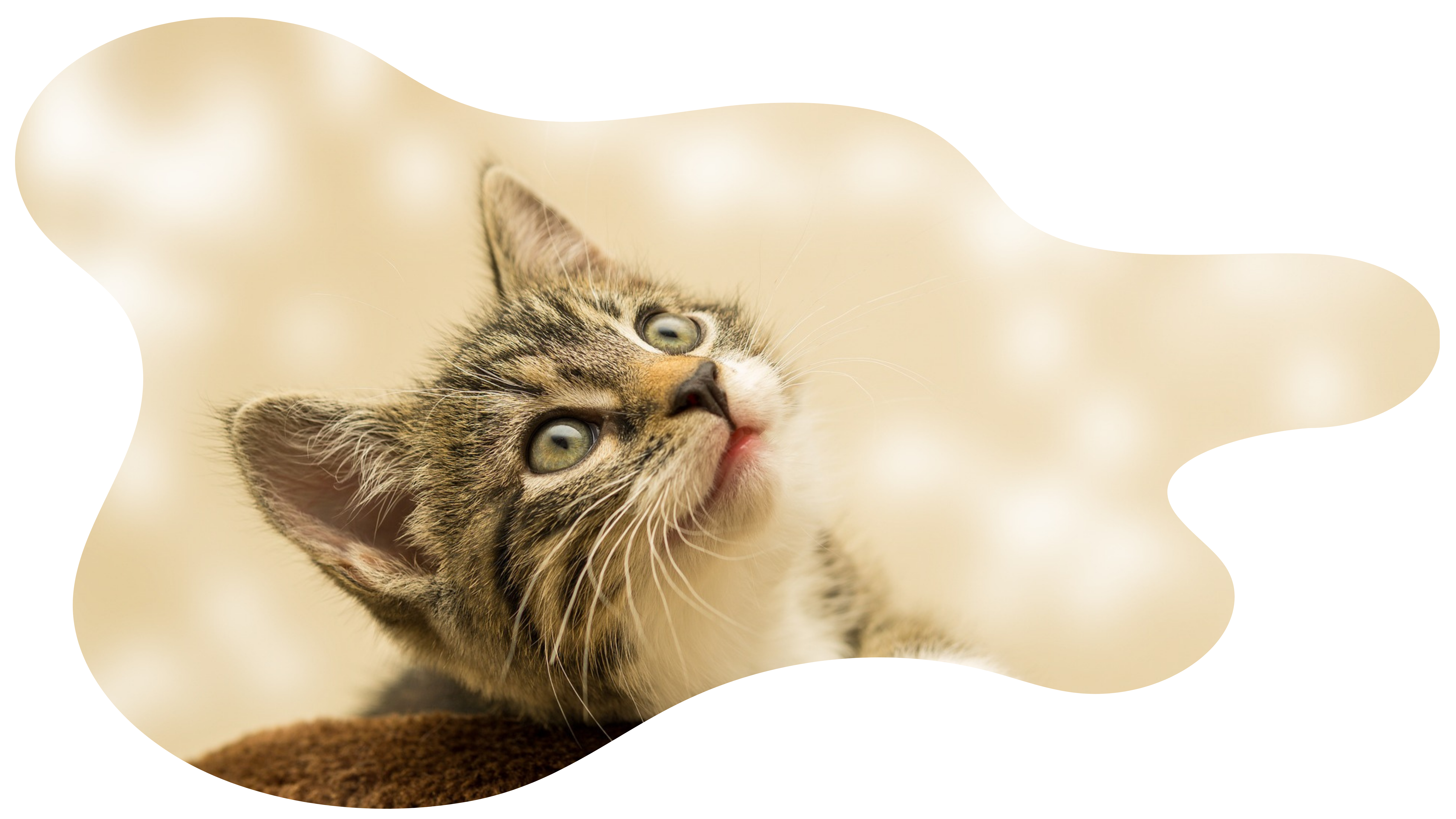 gatitos-cuidados-clinica-veterinaria-ocaña