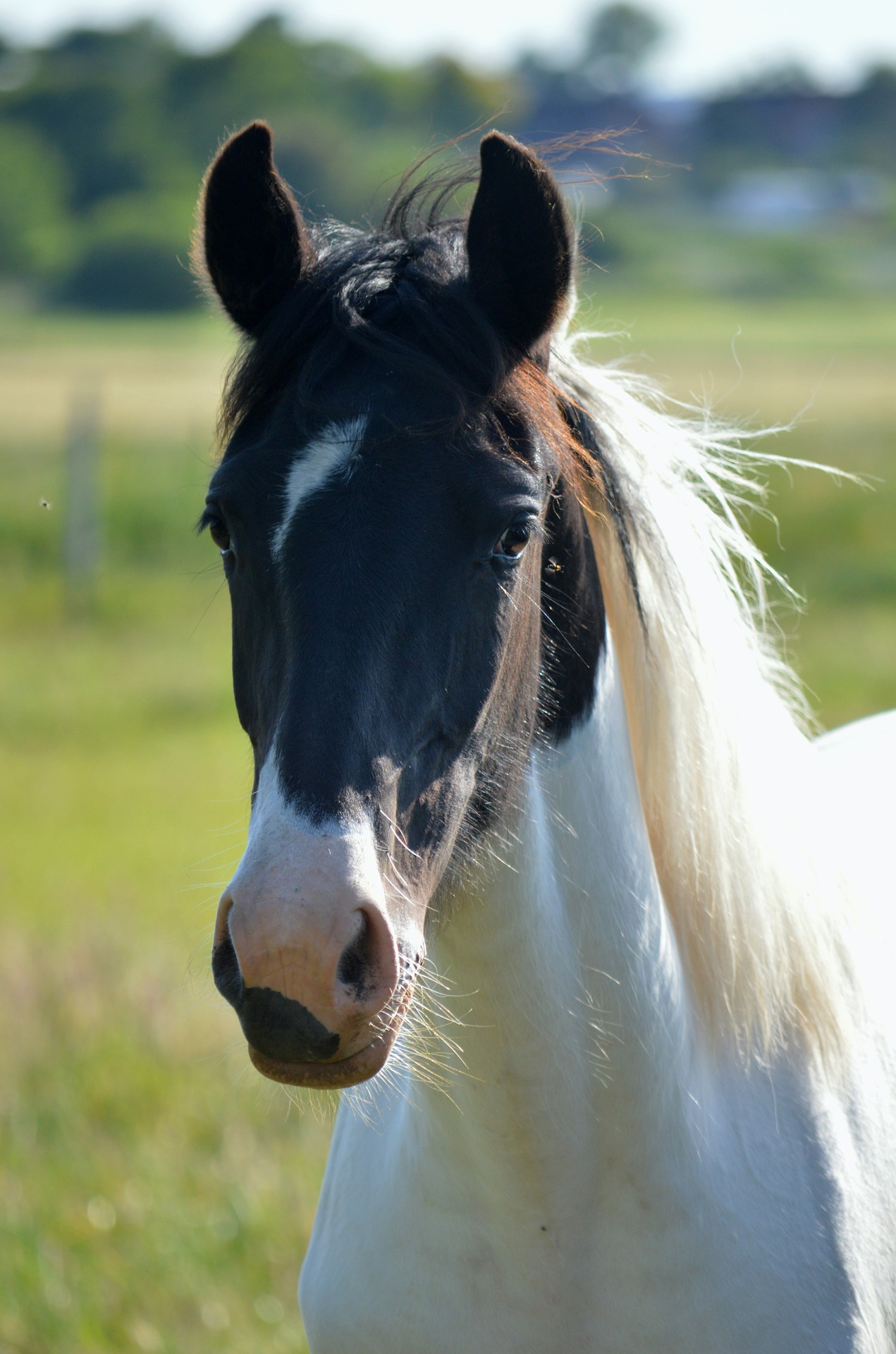 clinica-veterinaria-ocana-caballo-guadalajara