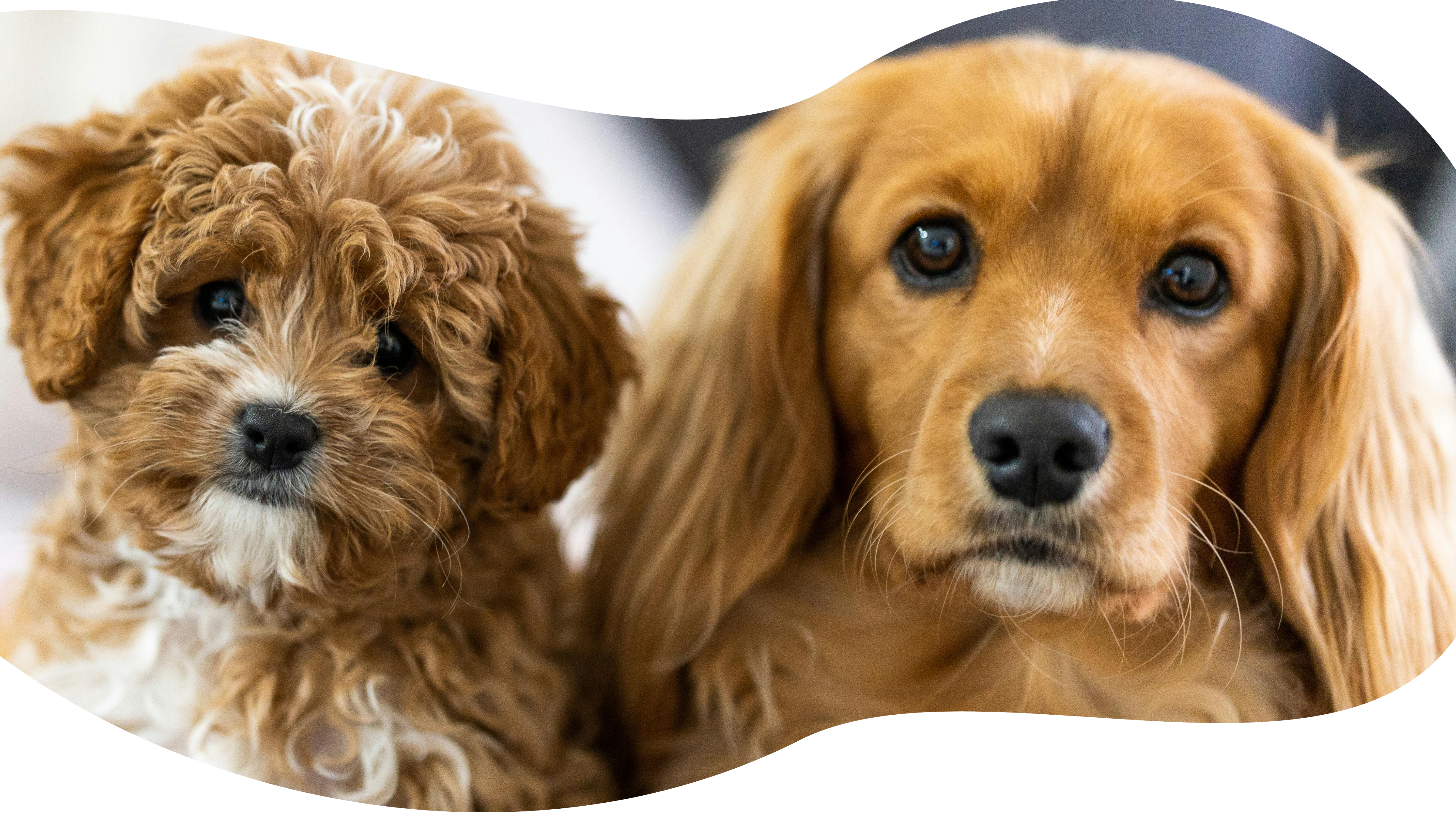 clinica-veterinaria-para-perros