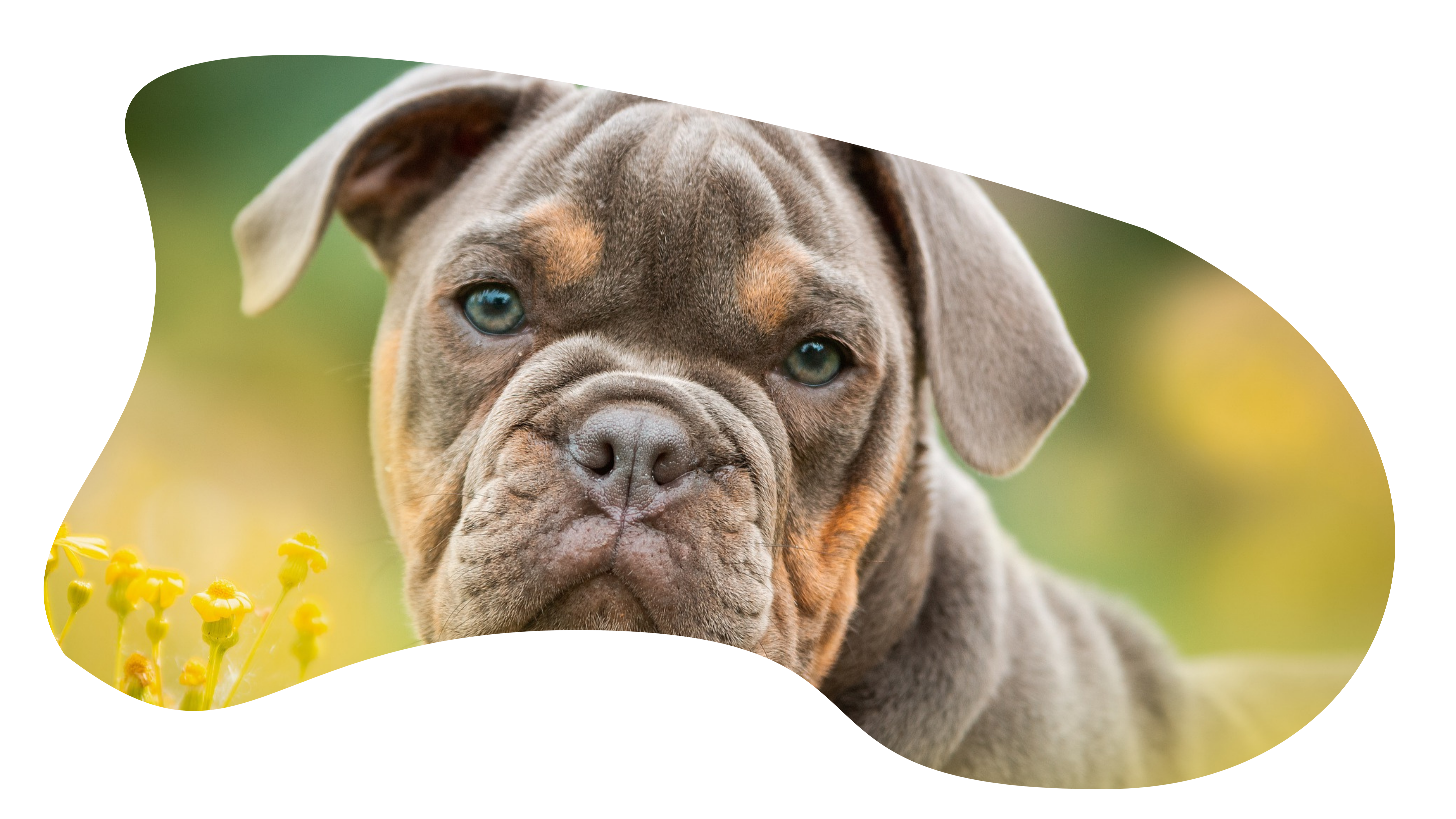 clinica-veterinaria-en-guadalajara-